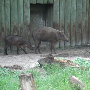 North Sulawesi Babirusa