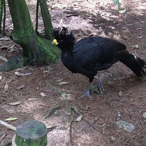 Great Curassow
