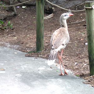 Red-Legged Seriema