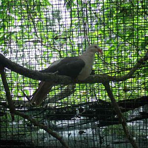 Pink Pigeon