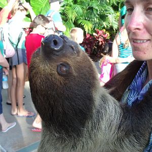 Linnaeus's Two-Toed Sloth