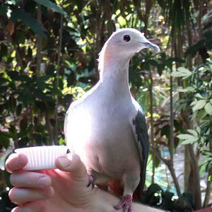 Green Imperial Pigeon