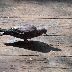 Speckled Pigeon