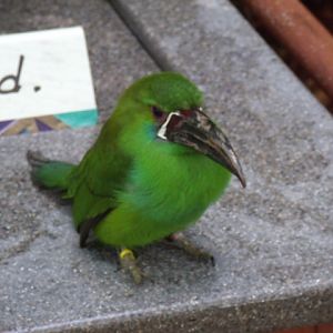 Crimson-Rumped Toucanet