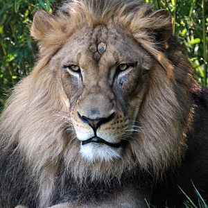 African Lion named John