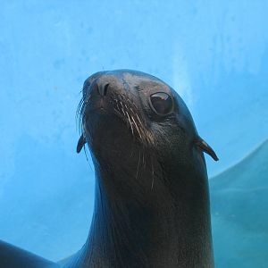 Northern fur seal