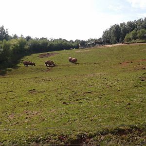 African_Mixed_Exhibit_SLWAP