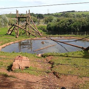 Capybara_in_pool_SLWAP
