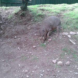Male_Babirusa_SLWAP