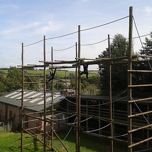 Siamang_Enclosure_SLWAP