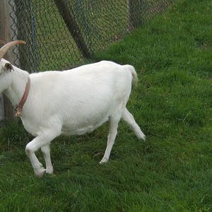Finnish Landrace Goat