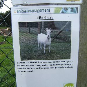 Sign about one of the Goats