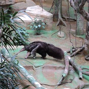 Giant Anteater