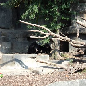 Baby Sloth Bears