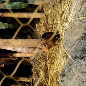 Giant Elephant Shrew