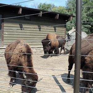 Big Ron and the Bison Herd
