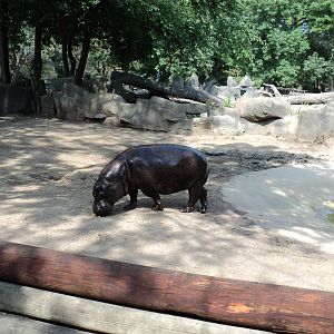 Pygmy Hippo