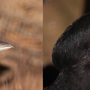 Long-wattled Umbrellabird (Cephalopterus penduliger) male