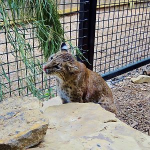 Wildlife Trek - Life in the Forest