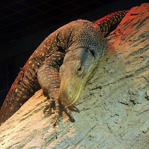 Wildlife Trek - Life in the Forest