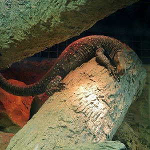 Wildlife Trek - Life in the Forest