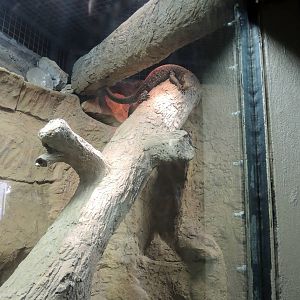 Wildlife Trek - Life in the Forest