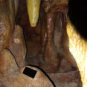 Wildlife Trek - Life in the Forest