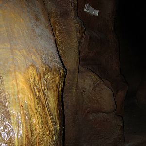 Wildlife Trek - Life in the Forest