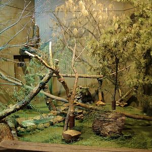 Wildlife Trek - Life in the Forest