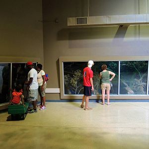 Wildlife Trek - Life in the Forest