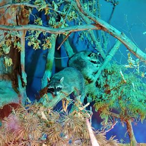 Wildlife Trek - Life in the Forest