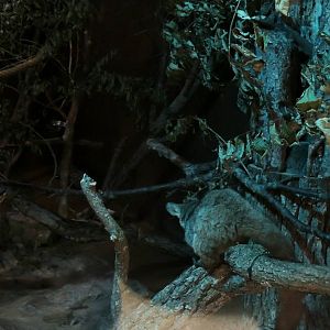 Wildlife Trek - Life in the Forest