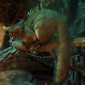 Wildlife Trek - Life in the Forest