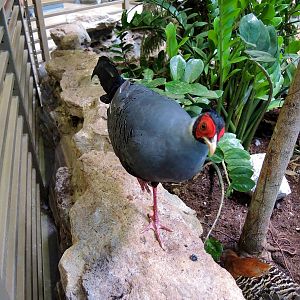 Wildlife Trek - Life in the Forest