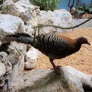 Wildlife Trek - Life in the Forest