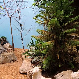 Wildlife Trek - Life in the Forest