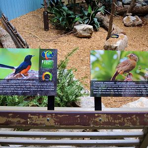 Wildlife Trek - Life in the Forest