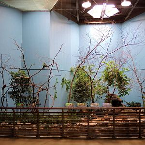 Wildlife Trek - Life in the Forest