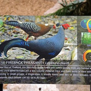 Wildlife Trek - Life in the Forest