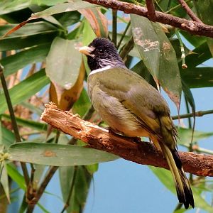 Wildlife Trek - Life in the Forest