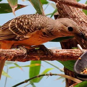 Wildlife Trek - Life in the Forest
