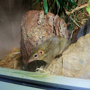 Wildlife Trek - Life in the Forest