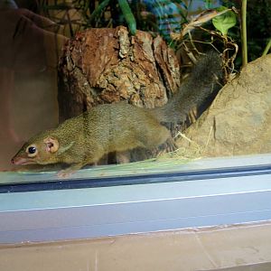 Wildlife Trek - Life in the Forest