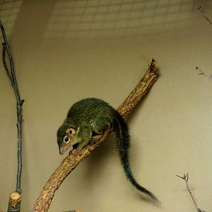 Wildlife Trek - Life in the Forest