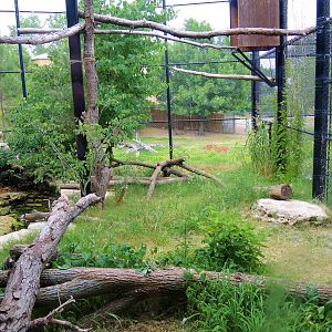 Wildlife Trek - Life in the Forest