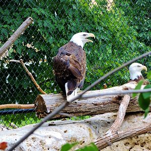 Wildlife Trek - Life in the Forest