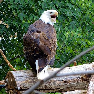 Wildlife Trek - Life in the Forest