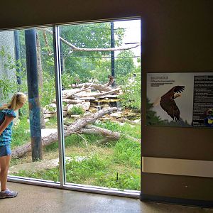 Wildlife Trek - Life in the Forest