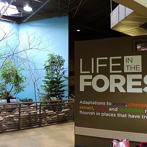 Wildlife Trek - Life in the Forest