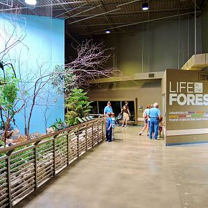 Wildlife Trek - Life in the Forest